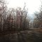 Ridge Road - Ice on the trees
