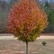 Fall Colors