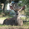 Oh Deer!