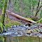 Otter Creek