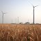 Wheat and Wind Turbines in Ubly, MI