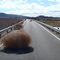 Don't mess with tumbleweed