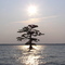 cypress(?) on the Chowan River