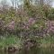 Flowers when Kayaking