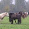Paarden in Reservaat te Hoeleden