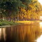 Evening glow on a line of trees.