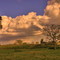 Evening landscape