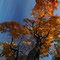 Oak And Sky