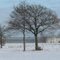 Greenhouses and trees in a winter scenery, Rijkevorsel, Belgium