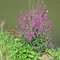 The watermill of Grobbendonk (3), Lythrum salicaria,Belgium See  the first comment  of this picture.