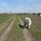 Lonely, lovely little pony, Rijkevorsel, Belgium