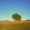 Prairie song...