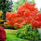 p Seiyru tree fall
