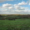 Cows on PA Route 136