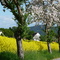 Frühling in Meschwitz 2008