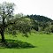Canyonville, Oregon Oak