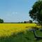 Ein Haus im Rapsfeld...  -rolo 2008-