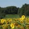 Sommertag 2011