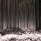 Nebel im ''Garwitzer Wald''    12.2012