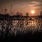 Sonnenuntergang am Karpfenteich