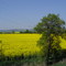 Medows near Nordhausen