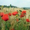 Kornfeld mit Blumen