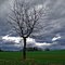 ohne Laub