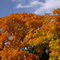 Herbstfarben 9