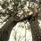A real tree marriage