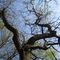 abstract gigant