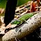 Zauneidechse (Lacerta agilis)