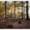 Herbstliche Dübener Heide