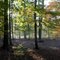 Dübener Heide