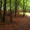 Im Wald in der Nähe des kleinen Lattsees