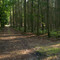 Forstweg im Jagen 4212 - 4216