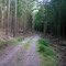 Forstweg zum Lattsee