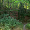 Waldpfad am Südufer des Großen Lattsees