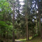 Waldweg in den Gamengrund bei Heidekrug