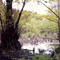 Urwald1