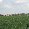Erbsenfeld bei Witzleben