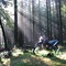 Morgensonne im Wald