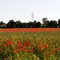 Mohnblüte im Rapsfeld