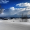 White Fields