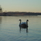 a Swan with two heads ???