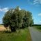 Sommerwind