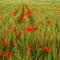 Idylle mit Klatschmohn - Schönheiten einer Agrarsteppe