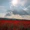 Klatschmohn im Abendlicht