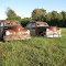 Orphaned Old Nash And DeSoto Automobiles