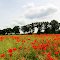 poppy time