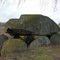 Germany_Western Pomerania_Pustow-Damerow_dolmen_P1180653.JPG